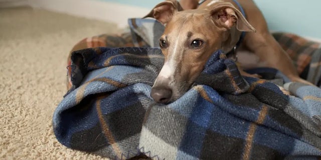 A greyhound has contracted monkeypox in the first confirmed case of human-to-pet infection.