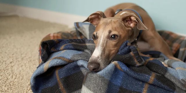The first case of human-to-pet transmission was in a greyhound monkey.