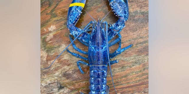 A father and son recently caught a rare, bright blue lobster while fishing off the southern coast of Maine.