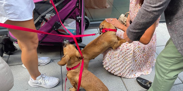 Two basset hound-lab mix puppies greet guests at an adoption event in New York City on August 26, 2022.