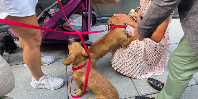 Two basset hound-lab mix puppies greet guests at an adoption event in New York City on Aug. 26, 2022.