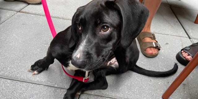 Blaze, a four-month old puppy that is up for adoption, makes an appearance at a National Dog Day event in New York City on Aug. 26, 2022.