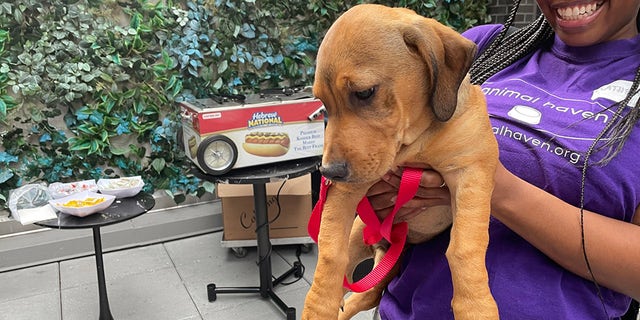 An Animal Haven volunteer holds up basset hound-lab puppy Boone in front of a hot dog cart at a National Dog Day event in New York City.
