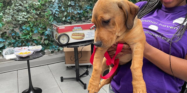 NYC animal shelter and Moxy hotel throw dog adoption event with puppies and hot dogs | Fox News NYC animal shelter and Moxy hotel throw dog adoption event with puppies and hot dogs | Fox News