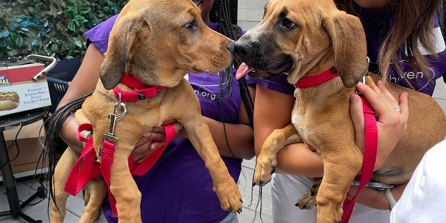 Basset hound-lab mix puppies Boone and Beckett check each other out at a Moxy East Village event on Aug. 26, 2022 in New York City.