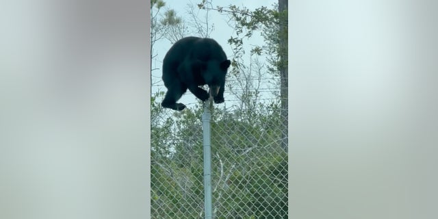 Black bear on Tyndall Air Force base
