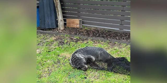 Seal breaks into the New Zealand house, traumatizes the family cat