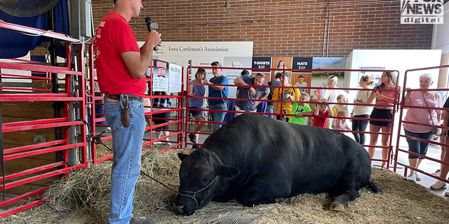 Exposição de gado na Feira Estadual de Iowa em Des Moines.