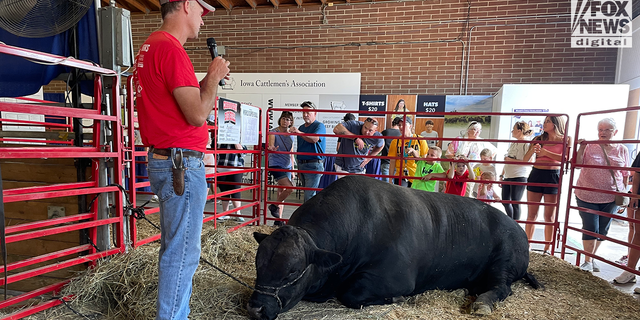 Cattle show at the Iowa State Fair in Des Moines.