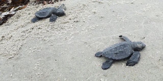 Newly hatched Kemp's ridley sea turtle makes its way out to the Gulf of Mexico from Louisiana's Chandeleur Islands.