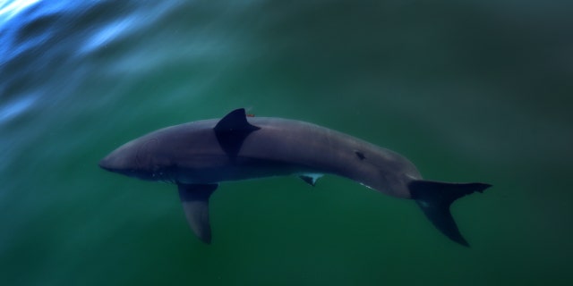 A view of a great white shark on a white shark research trip with the Atlantic White Shark Conservancy in Cape Cod, Massachusetts, on Aug. 3.