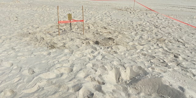 Volunteers found the first sea turtle nest on the Mississippi coast at Pass Christian Beach in four years.