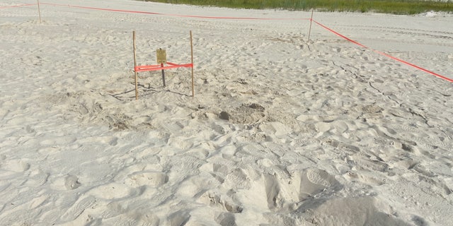 Volunteers found the first sea turtle nest on Mississippi's coast in four years on Pass Christian Beach.