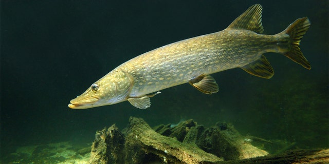 A tiger muskie is a cross between a muskellunge and a northern pike (pictured).  