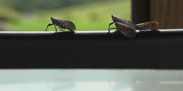 To mitigate the spread of spotted lanteflies, officials in New York City have urged residents to kill the bug 'on sight.'