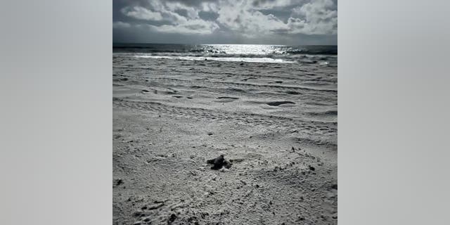 A leatherback sea turtle hatchling seen crawling towards the gulf on Pensacola Beach.