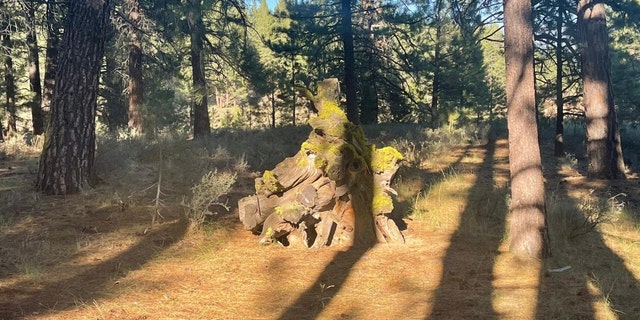 An area near the Placer Family Campground in Truckee, California, where Keeley Rodni was seen lazily.
