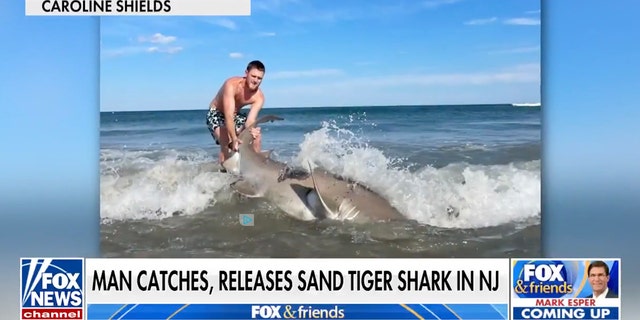Said Braun on Wednesday morning on "Fox and Friends": "This year we've caught a lot of bigger sharks. We've had a colder water season … That's just my fishing theory."