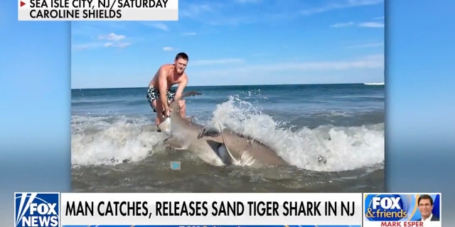 Said Braun on Wednesday morning on "Fox and Friends," "This year we've caught a lot of bigger sharks. We've had a colder water season … That's just my fishing theory."