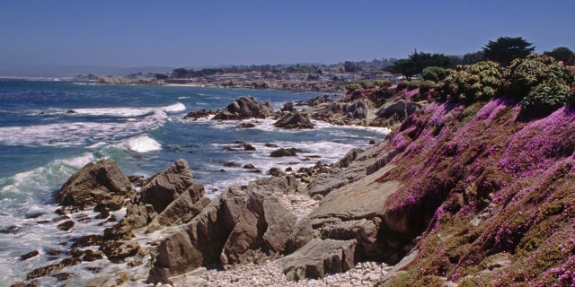 Pink succulent flowers along Ocean View Blvd., Pacific Grove, California.