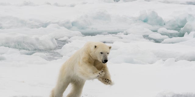 A polar bear mid-leap at the North polar ice cap, Arctic Ocean. Geologist Wallace Broecker, the "father of global warming," determined that there have been six major periods of glaciation over the past 440,000 years.