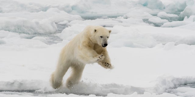A polar bear mid-leap at the North polar ice cap, Arctic Ocean. Geologist Wallace Broecker, the "father of global warming," determined that there have been six major periods of glaciation over the past 440,000 years.