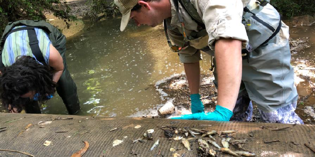 Researchers working with the Georgia Environmental Protection Division found and sorted dead fish that were discovered around a sewer pipe near Queen City Parkway (Highway 60) in Gainesville, Georgia. This photo was taken on Aug. 12, 2022.