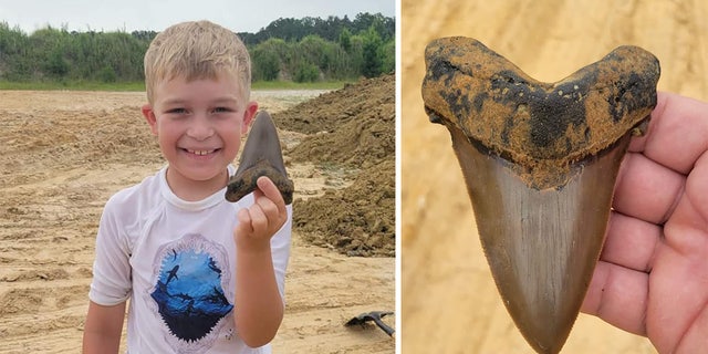 Riley Gracely, 8, found a fossilized shark tooth that's believed to be from the long-extinct Angustidens, a prehistoric megatooth shark species.