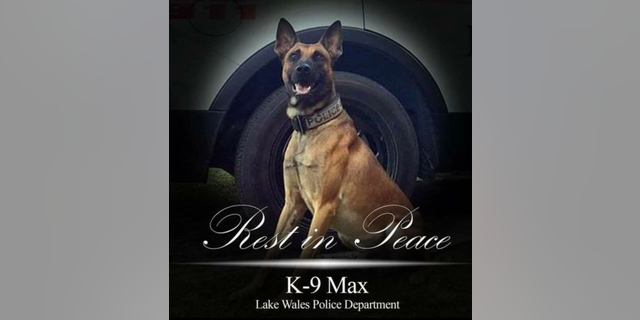 A memorial photo of fallen Lake Wales Police K-9 Max, who was killed in the line of duty on Wednesday while apprehending a suspect.