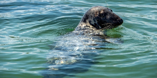 Grey and Harbor Seals, favored prey of Great White Sharks, swim around the harbor in Chatham, Massachusetts on July 15, 2022. 