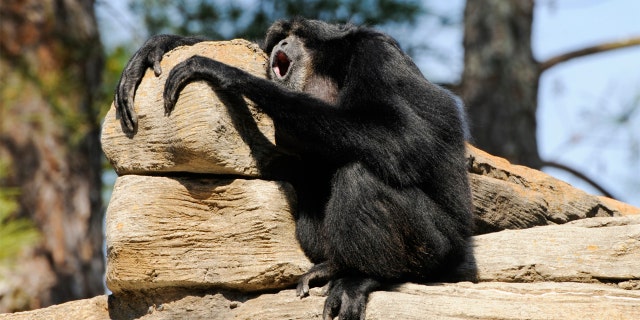 Virginia Zoo wants help naming baby siamang 3 Siamangs are found in Indonesia, Malaysia and Thailand and can weigh between 17 and 28 pounds, according to the Virginia Zoo website.