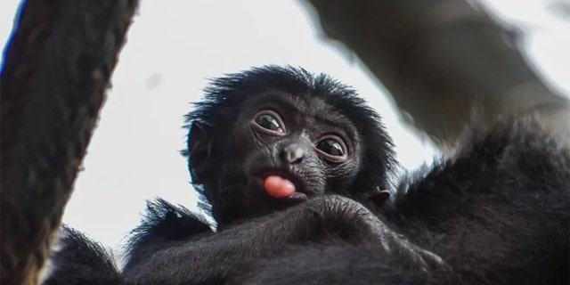 This baby siamang was born on June 26 at the Virginia Zoo in Norfolk. Its parents are siamangs Malana and Bali. 