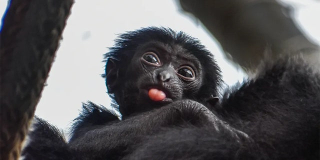 Virginia Zoo wants help naming baby siamang 2 This baby siamang was born on June 26 at the Virginia Zoo in Norfolk. Its parents are siamangs Malana and Bali.