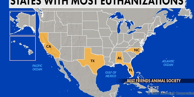 Best Friends Animal Society says California, Texas, Alabama, Florida and North Carolina see the most euthanizations.