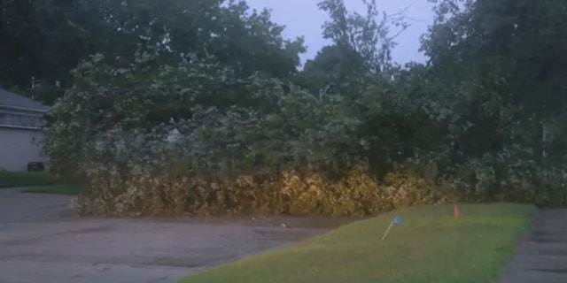 A large tree blocked a roadway after storms in Michigan