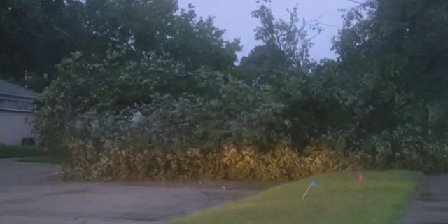 A large tree blocked a roadway after storms in Michigan