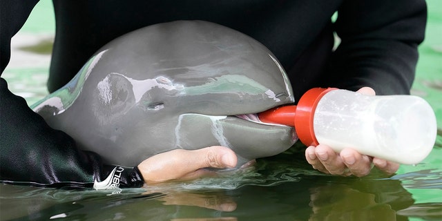 Volunteer Tosapol Prayoonsuk feeds a baby dolphin, nicknamed Paradon, at the Marine and Coastal Resources Research and Development Center in Rayong province, eastern Thailand, Friday, August.  26, 2022.