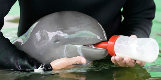 Volunteer Tosapol Prayoonsuk feeds milk to a baby dolphin nicknamed Paradon at the Coastal and Marine Resources Research and Development Center in Rayong province, eastern Thailand, Friday, Aug. 26, 2022.