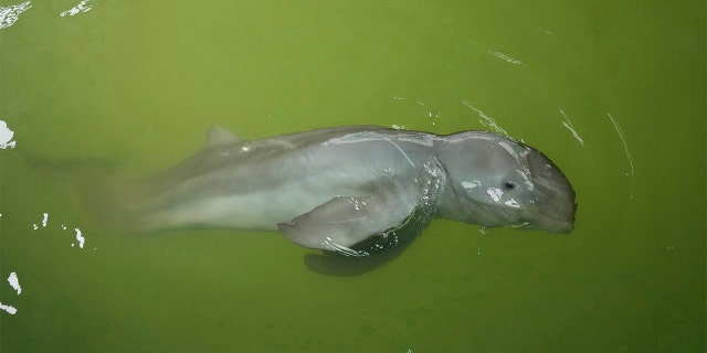 A baby dolphin named Paradon swims at the Coastal and Marine Resources Research and Development Center in Rayong province, eastern Thailand, on Friday, Aug. 26, 2022.