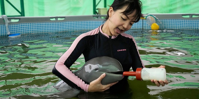 Volunteer Thippunyar Thipjuntar feeds a baby dolphin named Paradon with milk at the Marine and Coastal Resources Research and Development Center in Rayong province in eastern Thailand, Friday, Aug. 26, 2022. 