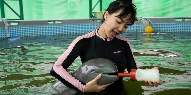 El voluntario Thibonyar Thipguntar alimenta con leche a un delfín bebé llamado Paradon en el Centro de Investigación y Desarrollo de Recursos Marinos y Costeros en la provincia de Rayong, en el este de Tailandia, el viernes 26 de agosto de 2022. 