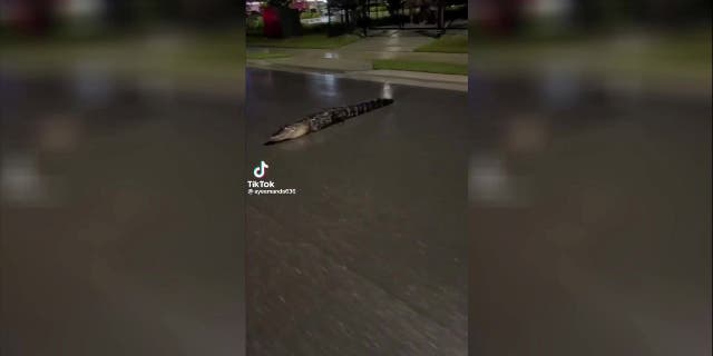 Amanda Demuth zag een driepotige alligator midden op een weg in Florida en ze deelde de video met TikTok.