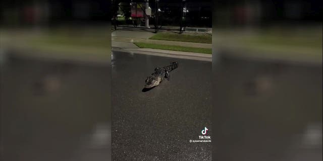 Driepotige alligator staat op