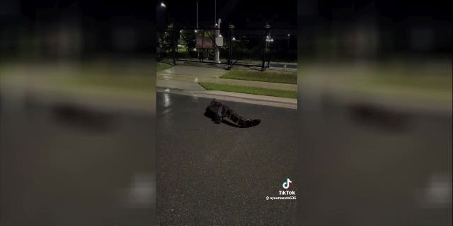 De driepotige alligator strompelde de nacht in. Het is niet bekend hoe het reptiel zijn poot heeft verloren.