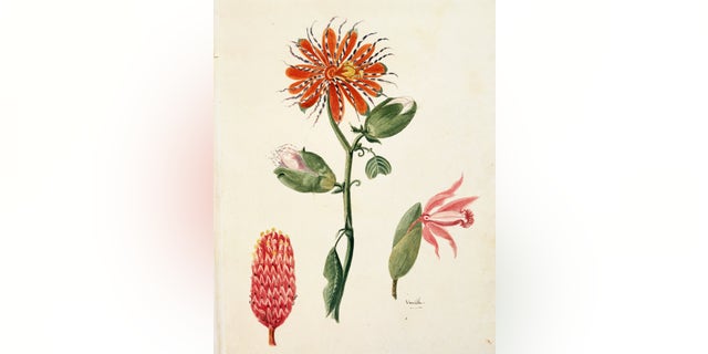 History of exploration, 19th century — the island of St. Catherine, Brazil — with a vanilla orchid shown here. Drawing by Lejeune; from Duperrey's voyage around the world in the corvette la Coquille, circa 1822.