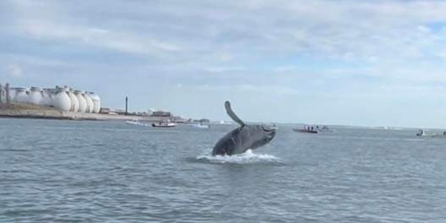 A humpback whale breaches Massachusetts' Boston Harbor.