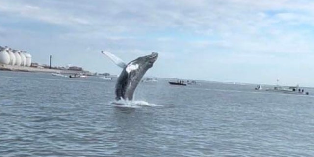 A humpback whale breaches the waters of Massachusetts' Boston Harbor on Monday, August 1, 2022.