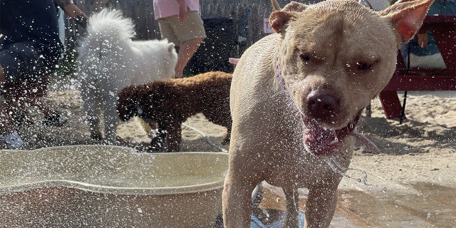 Wonder Bar's Yappy Hour allows dogs to run around in a fenced-in outdoor area, where they can play in plastic pools and a sprinkler.
