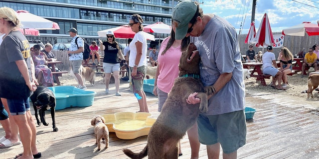 A dog plays with its owner at Wonder Bar's Yappy Hour.