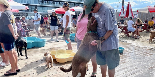 A dog plays with its owner at Wonder Bar's Yappy Hour.